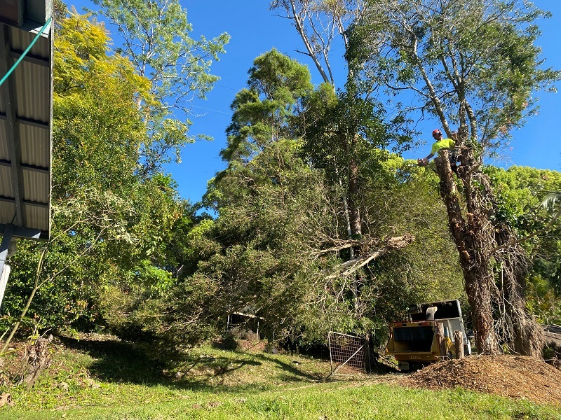 Tree lopping & Tree Removal