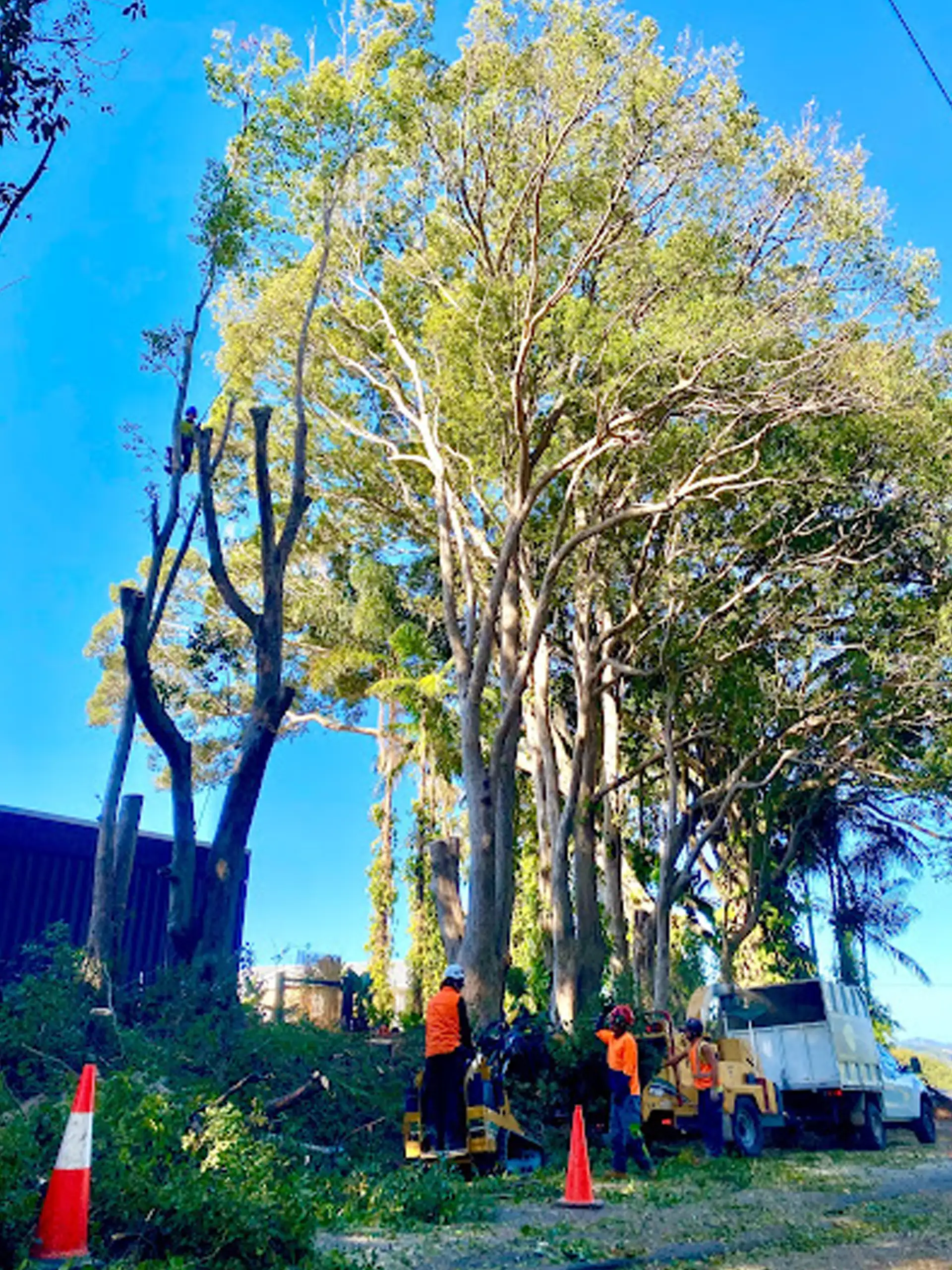 Tree lopping & Tree Removal