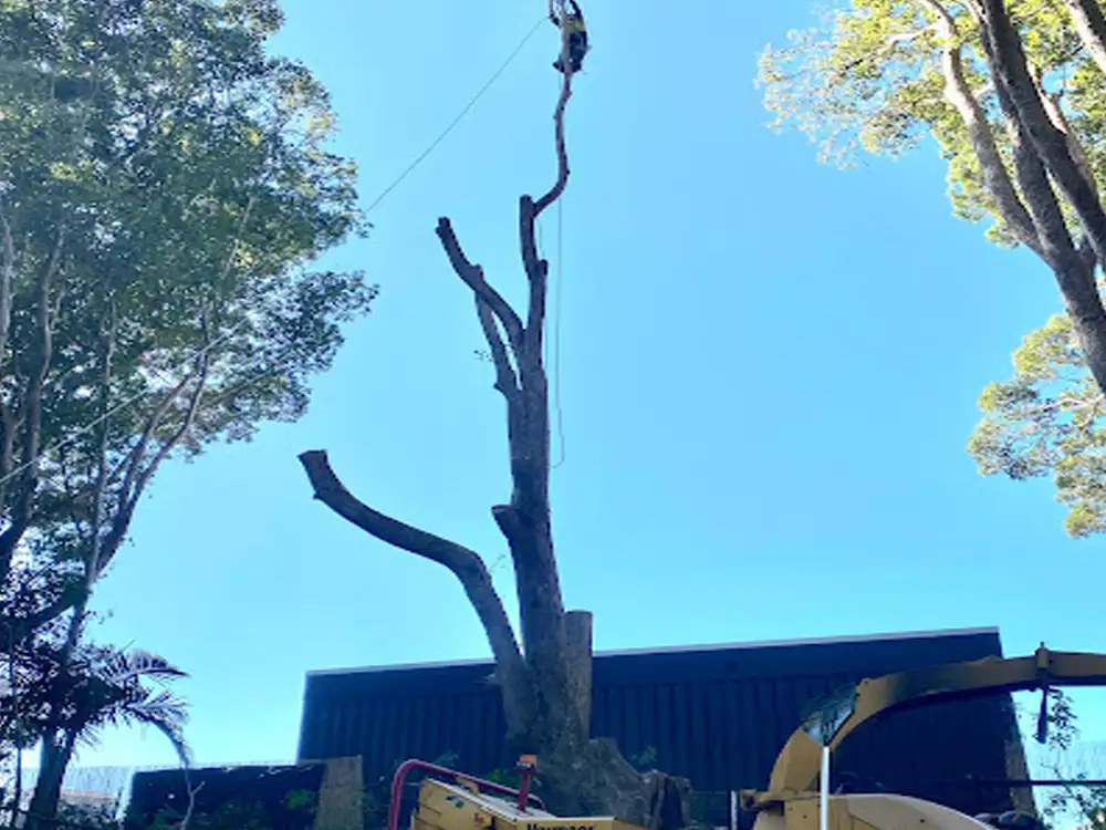 Tree lopping & Tree Removal