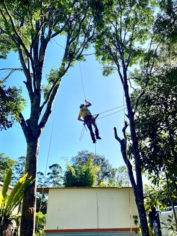 Tree lopping & Tree Removal