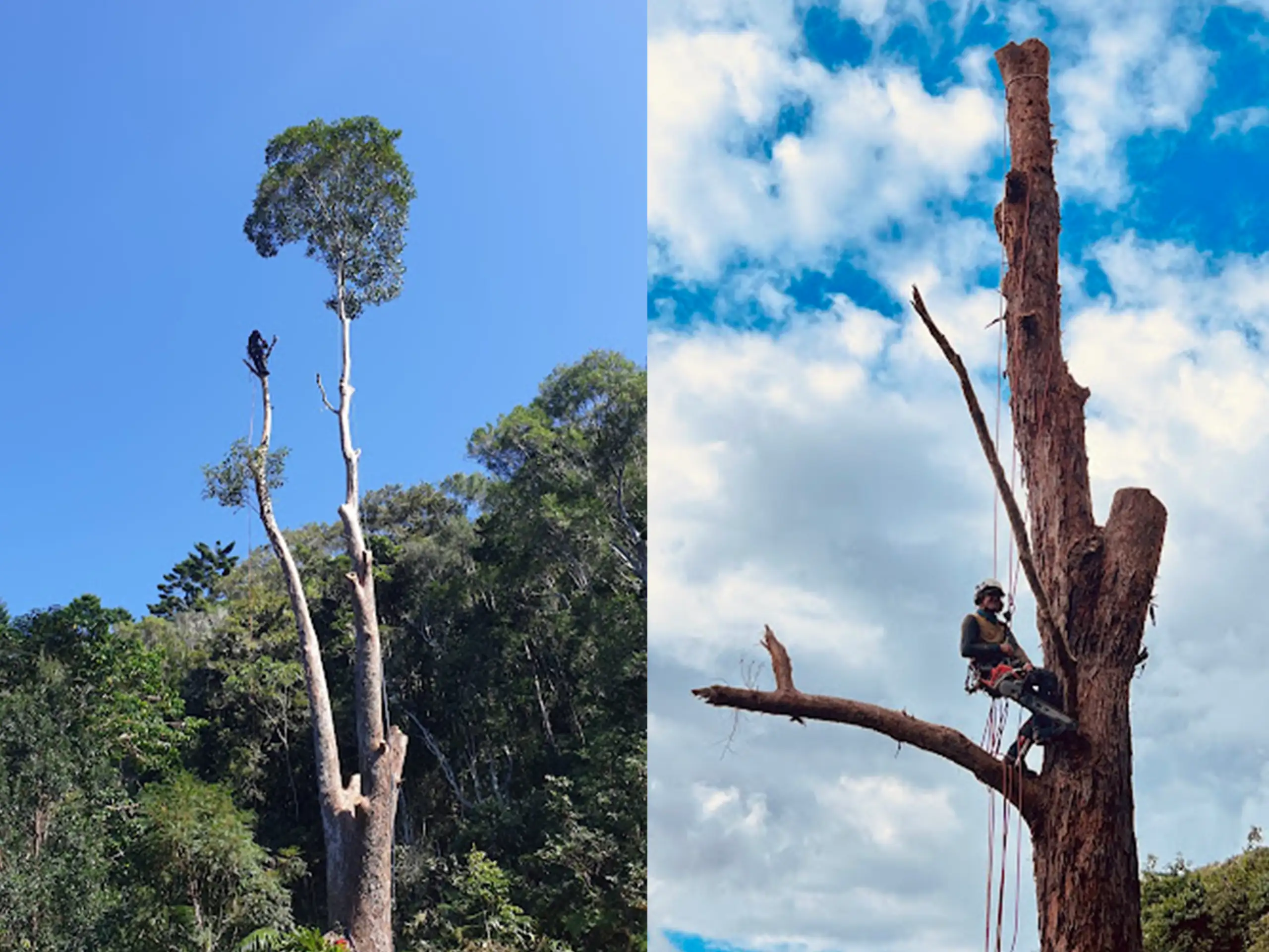 Tree lopping & Tree Removal