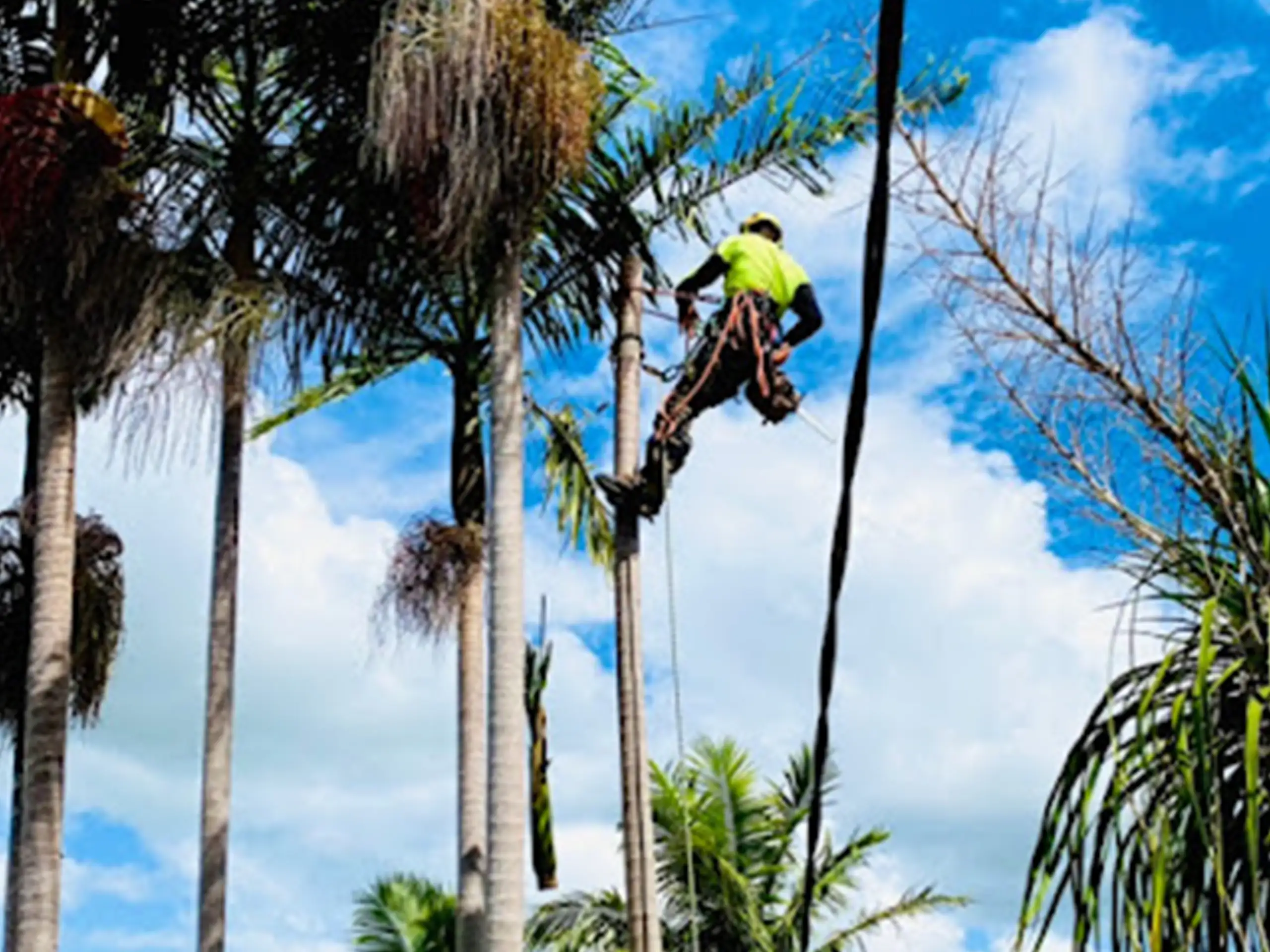 Tree lopping & Tree Removal