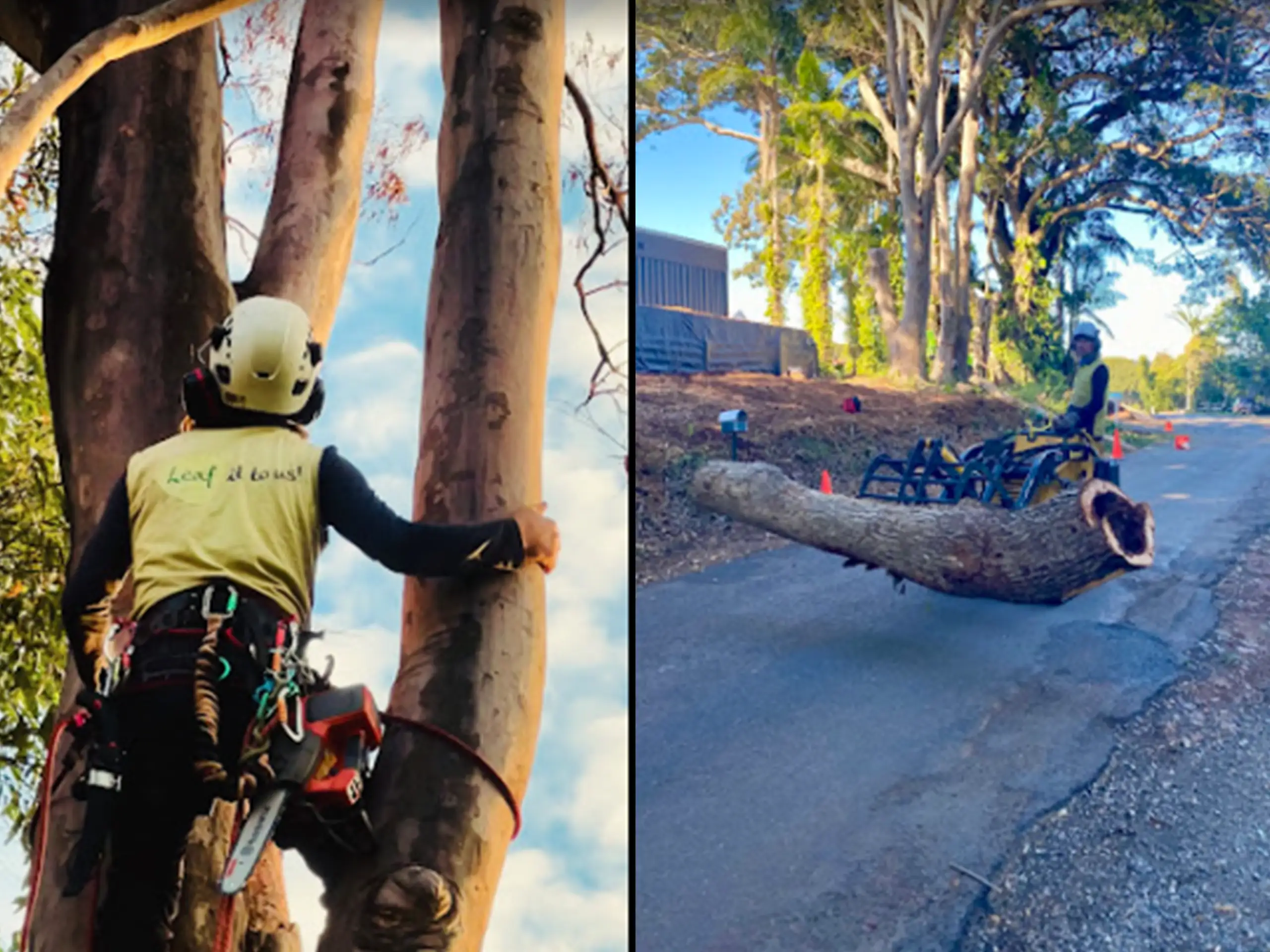 Tree lopping & Tree Removal