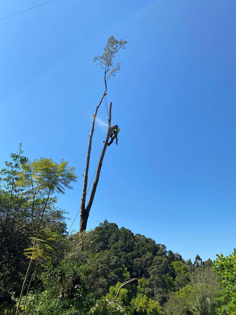 Tree lopping & Tree Removal